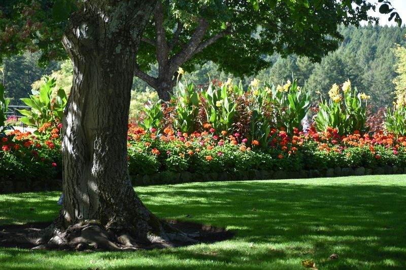Renovación de jardín residencial para un pequeño patio urbano